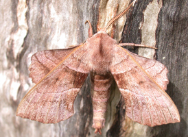 Walnut Sphinx